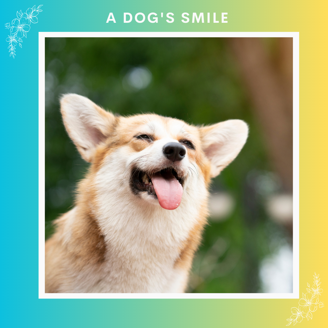 A Dog’s Smile