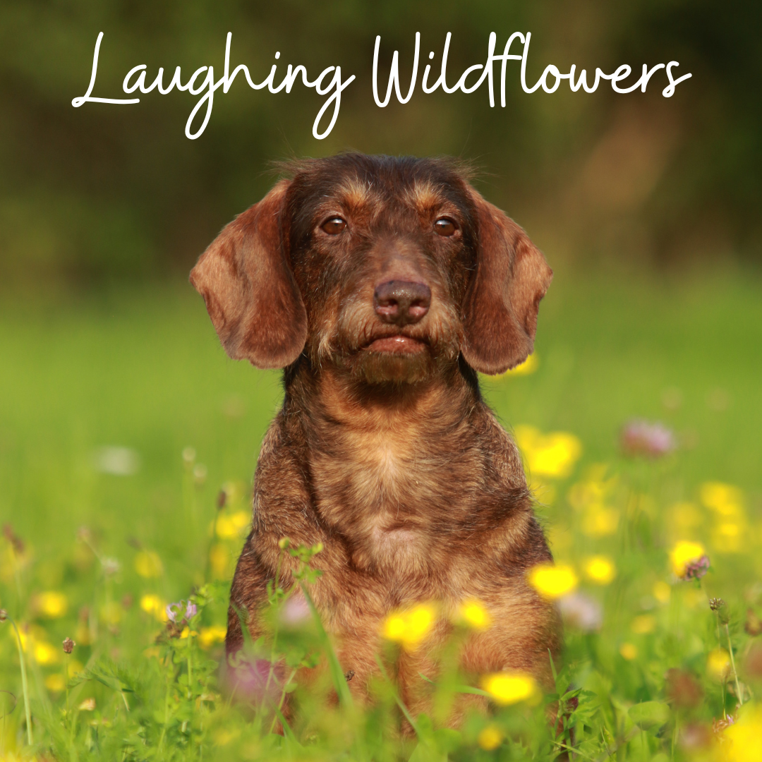 Laughing Wildflowers