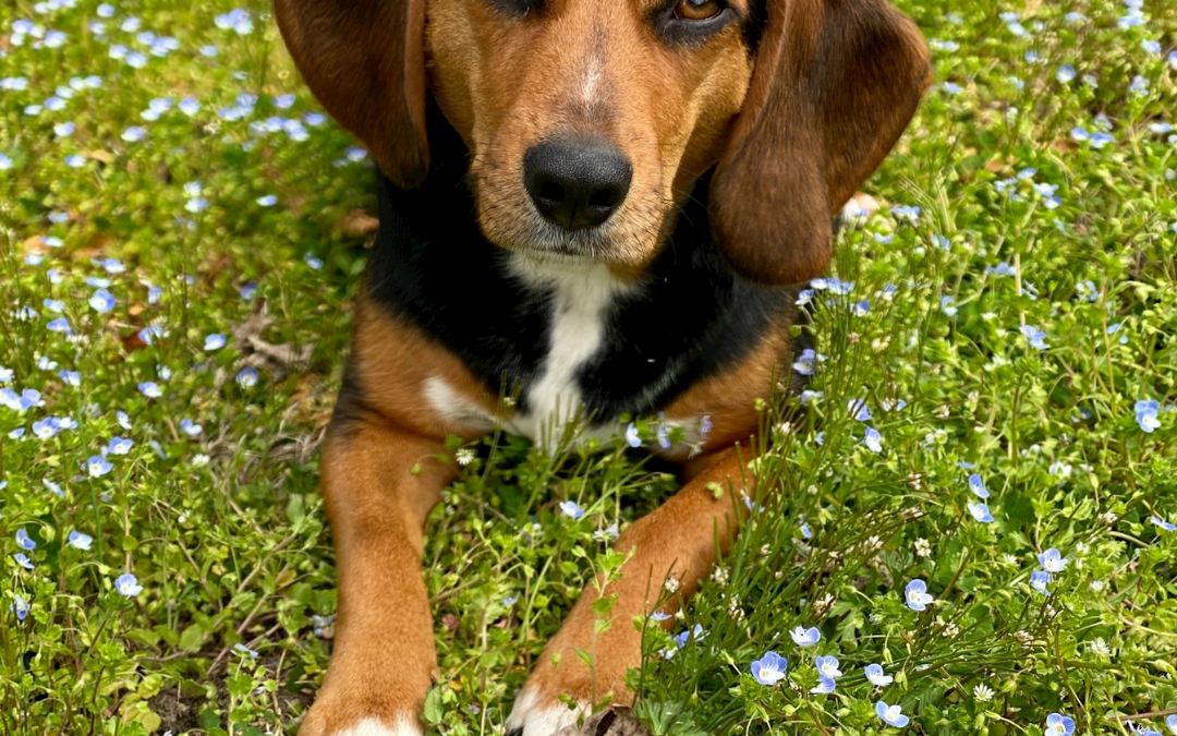 The Dog Grapevine: Chapter 1