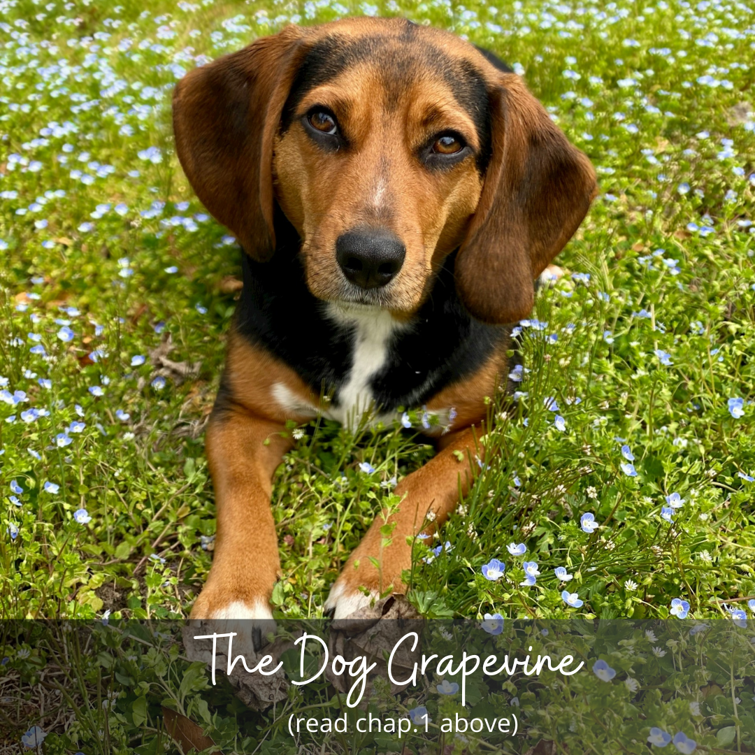 The Dog Grapevine: Chapter 1