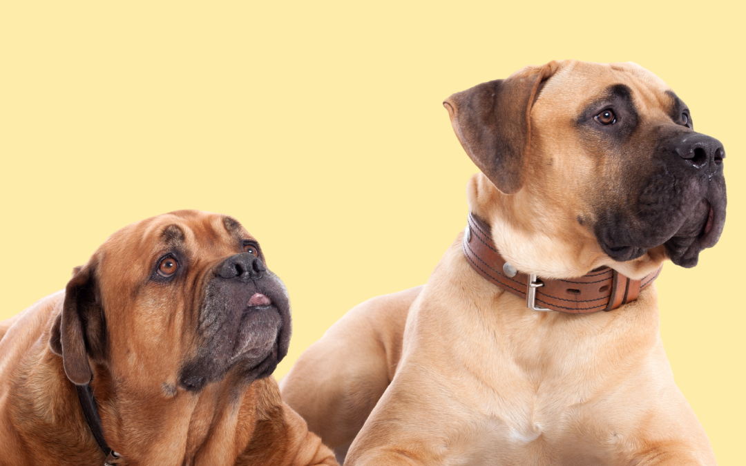 The Dog Grapevine: Chapter 3