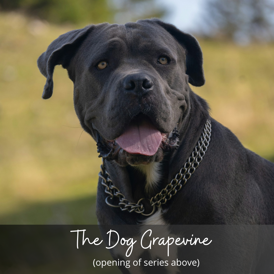 The Dog Grapevine