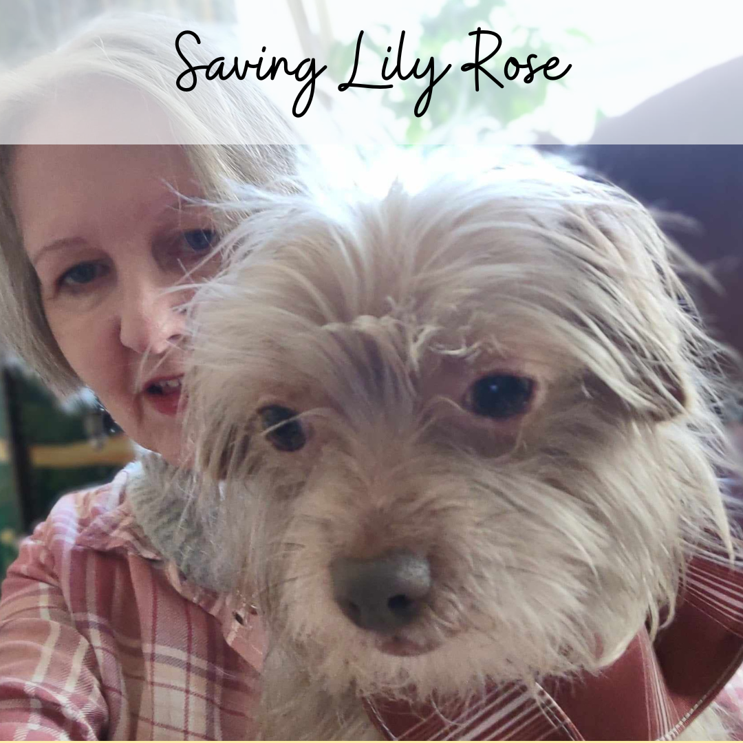 Saving Lily Rose