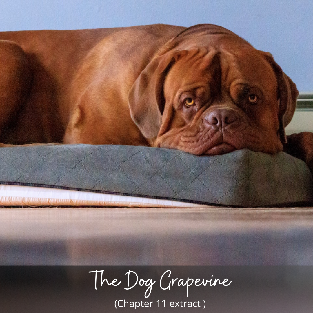 The Dog Grapevine – Chapter 11 Extract