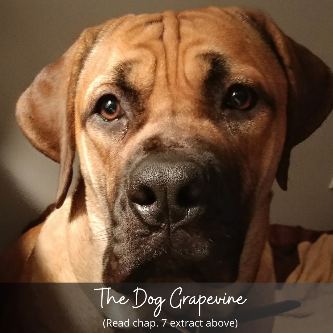 The Dog Grapevine – Chapter Seven Extract