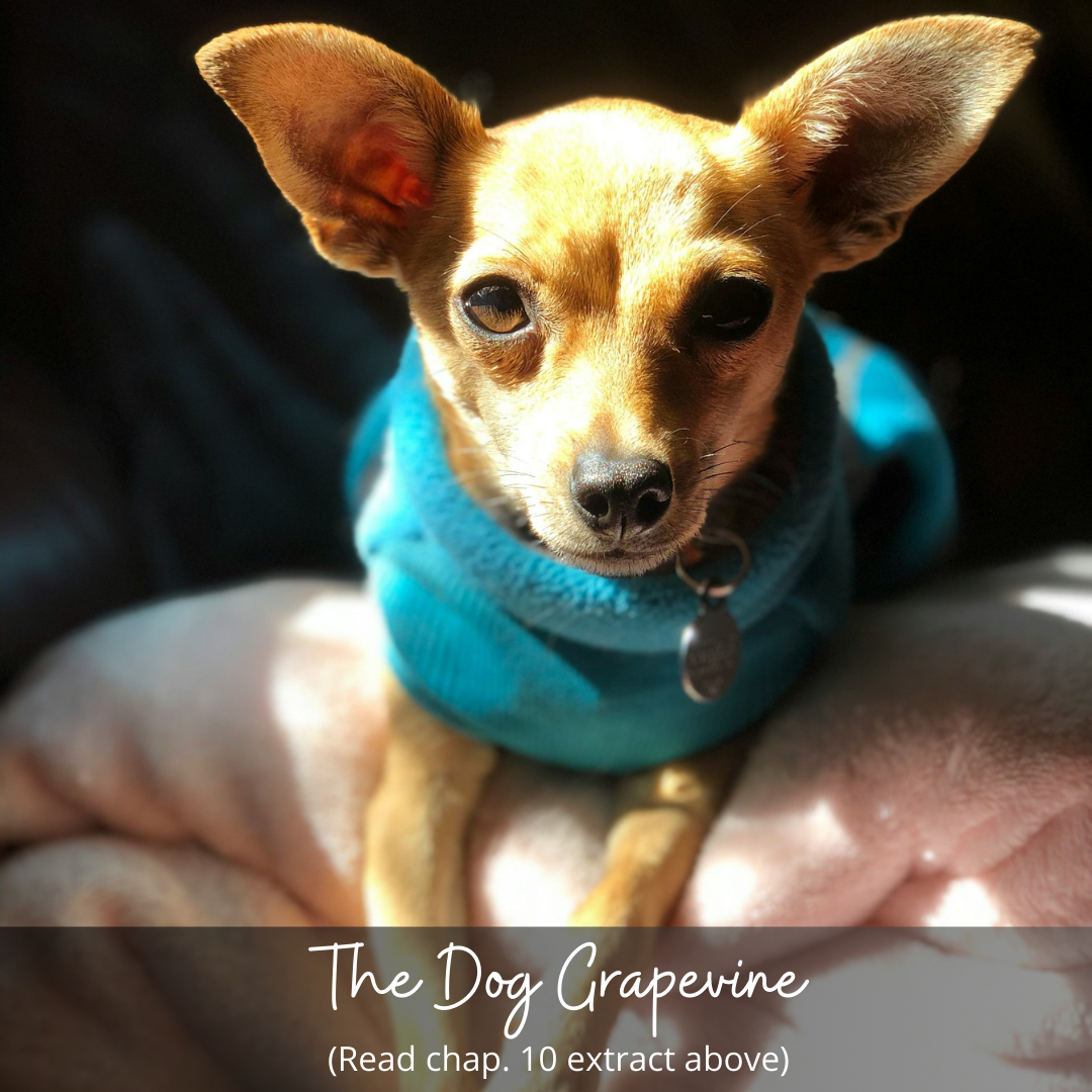 The Dog Grapevine – Chapter 10 Extract