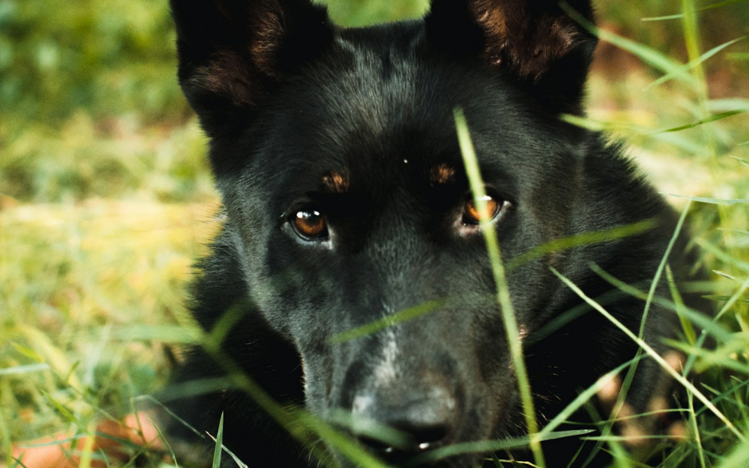 The Dog Grapevine – Chapter 13 Extract