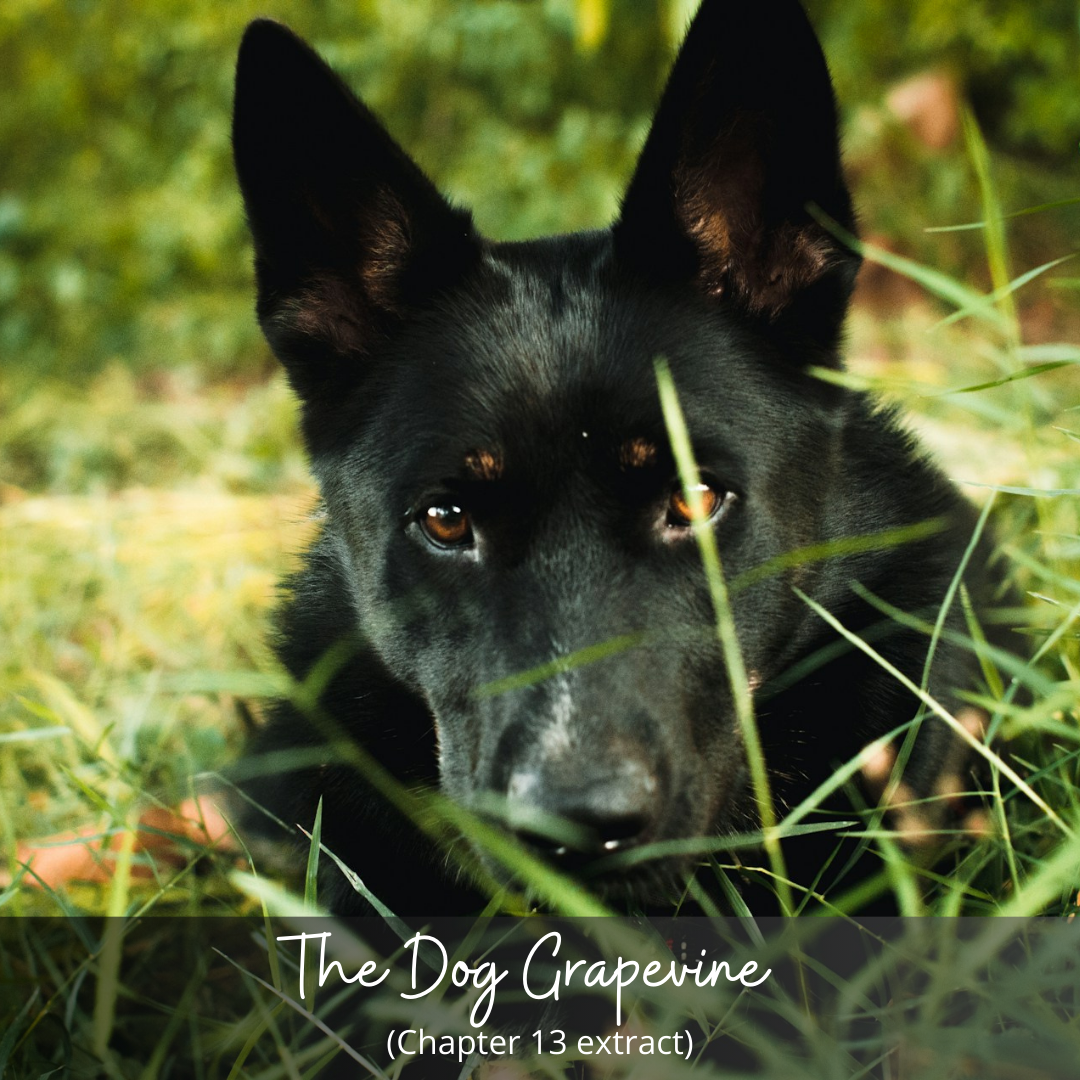 The Dog Grapevine – Chapter 13 Extract