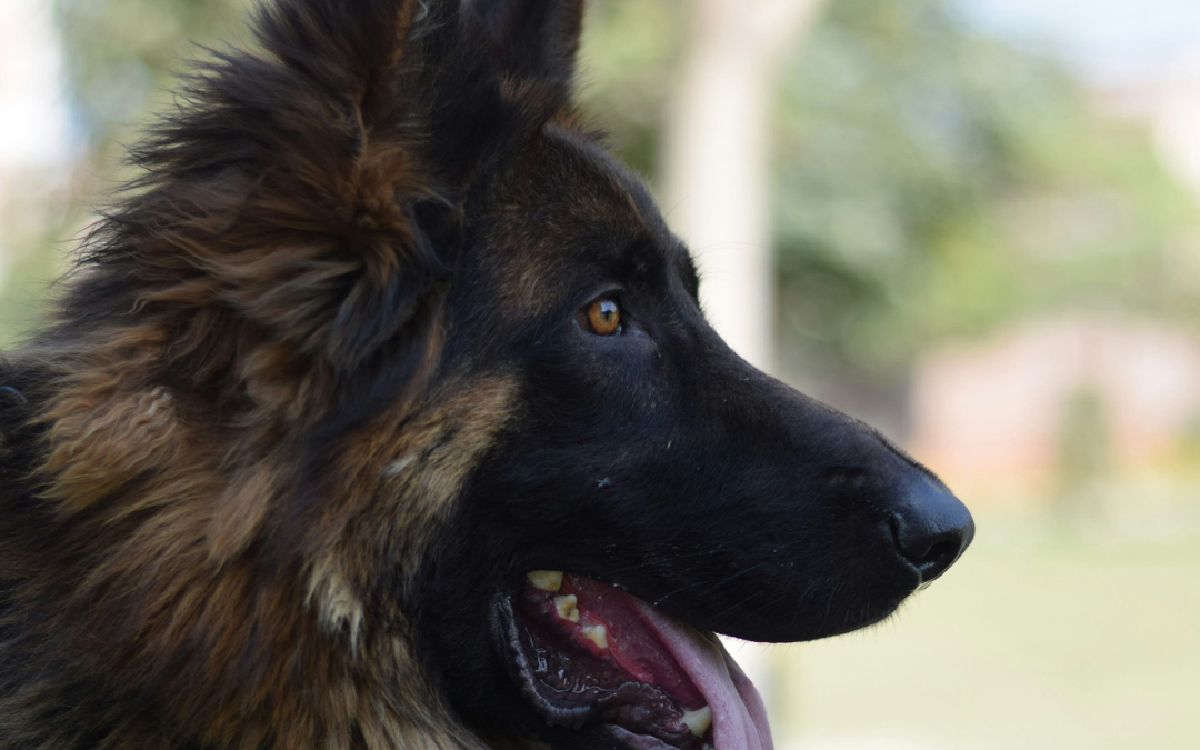 The Dog Grapevine – Chapter 16 Extract
