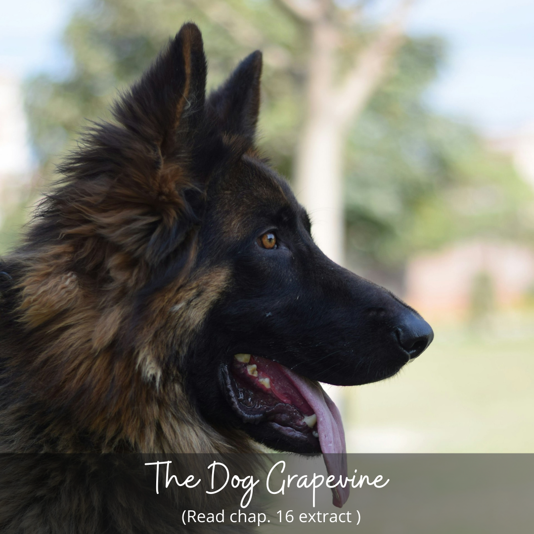The Dog Grapevine – Chapter 16 Extract