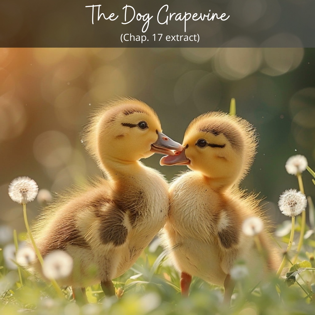 The Dog Grapevine – Chapter  17 Extract