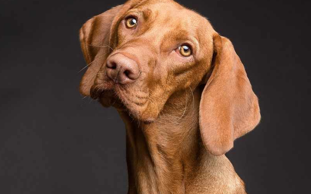 The Dog Grapevine – Chapter 18 Extract
