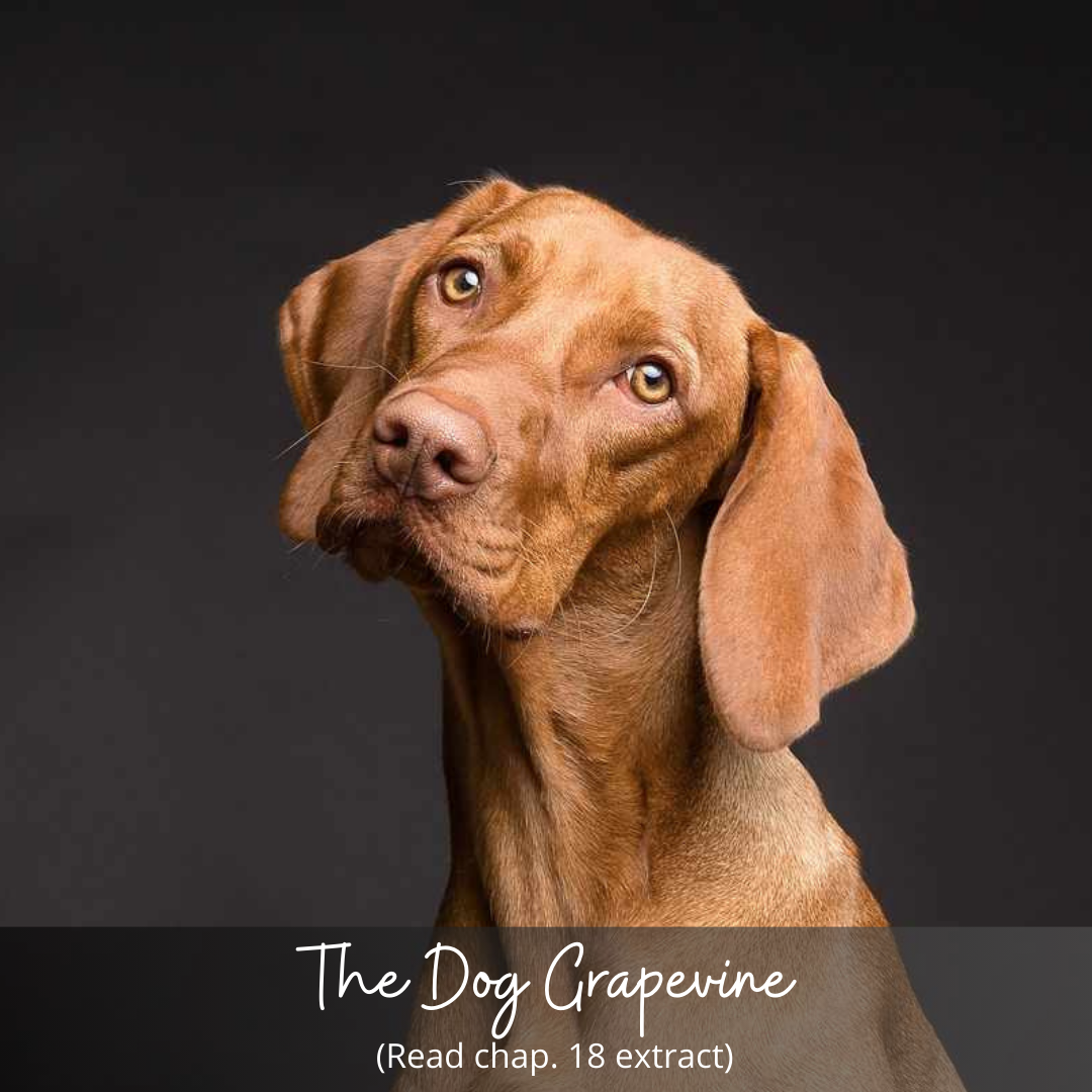 The Dog Grapevine – Chapter 18 Extract