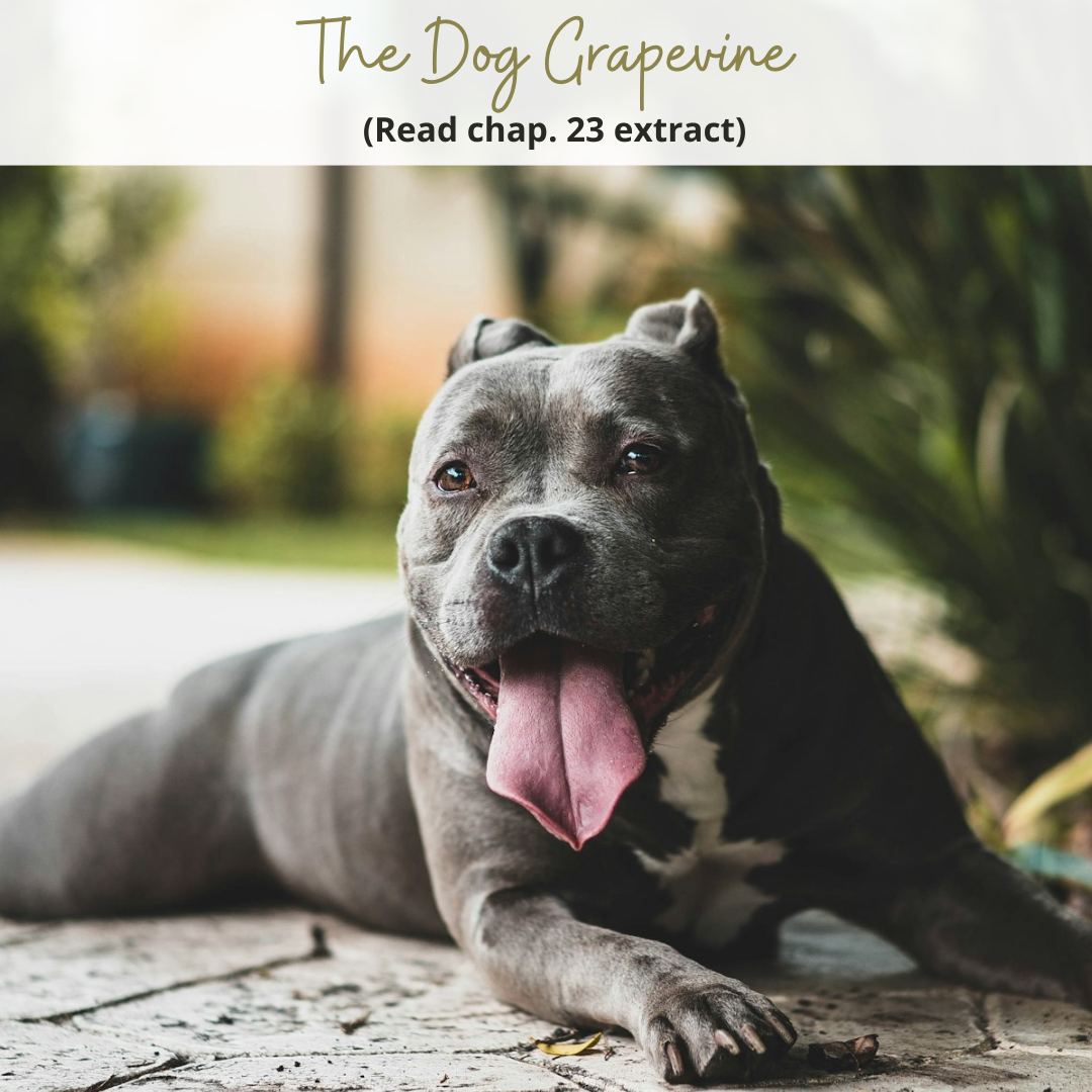 The Dog Grapevine – Chapter 23 Extract